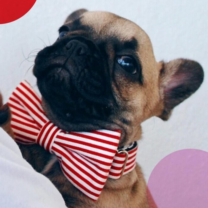 Dog with bowtie